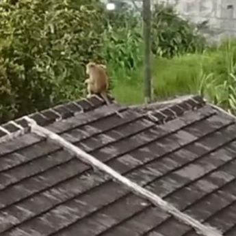 Monyet Liar Serang 2 Anak Sampai Kritis di Marunda 