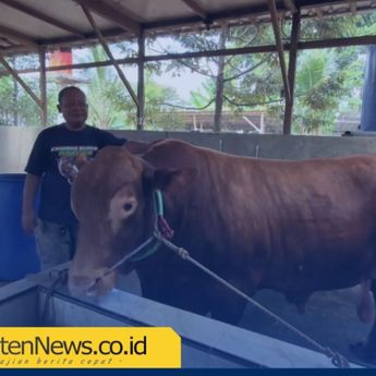 Penampakan Bobi, Sapi Berbobot 1 Ton Calon Hewan Kurban Presiden Prabowo