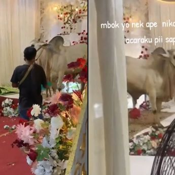 Sapi Kurban Ngamuk Jelang Disembelih, Tenda Akad Nikah di Banyumas Rusak