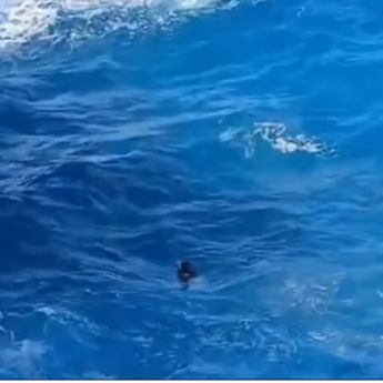 VIDEO: Wanita Tenggelam di Kawasan Wisata Apparalang