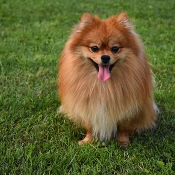 Viral Pria Lecehkan Anjing Pomeranian di Kafe Jakut, Polisi Lakukan Penyelidikan