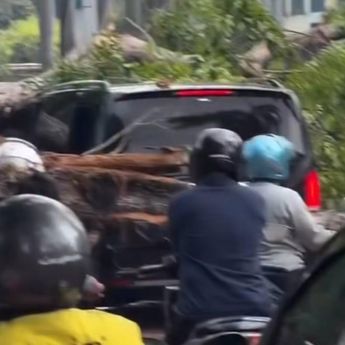 Pohon Tumbang di Kelapa Gading, Timpa Mercedes-Benz dan Taksi