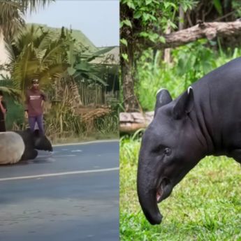 Tapir yang Viral Berkeliaran di Mesuji Lampung Disembelih Warga 
