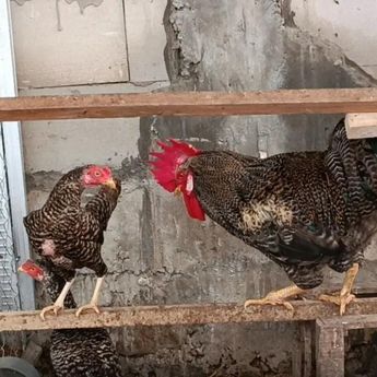UGM dan BRIN Kembangkan Sistem Peternakan Ayam Terintegrasi dengan Maggot BSF