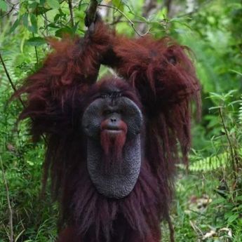 Menhut Siapkan Kawasan Preservasi 87 Ribu Hektare untuk Lindungi Habitat Orangutan di Kaltim