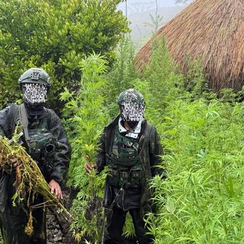 Langkah Tegas Demi Masa Depan Papua: 5.000 Batang Ganja Berhasil Diungkap Koops TNI Habema