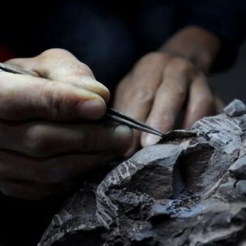 Ilmuwan Temukan Spesies Dinosaurus Baru Berusia 210 Juta Tahun di Zimbabwe