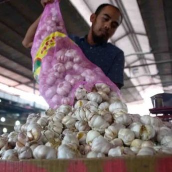 BRIN Gandeng UGM Ciptakan Teknologi Benih Bawang Putih Super
