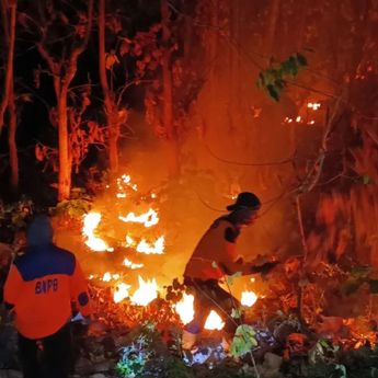 Kebakaran di Perbatasan Situbondo-Bondowoso Hanguskan 4 Hektare Hutan
