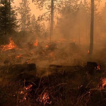 Puluhan Ribu Warga Dievakuasi Saat Kebakaran Hutan di Washington