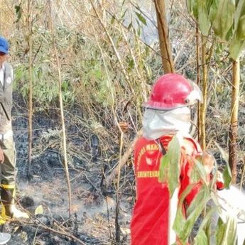 Menhut Pastikan Pembasahan Gambut untuk Atasi Karhutla di Kalsel Terus Berjalan