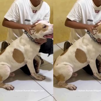 VIDEO: Penampakan Anjing Pitbull yang Gigit Anak 8 Tahun di Bandung Sampai Terluka Parah