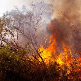 Di Aljazair, Warga yang Sengaja Bakar Hukam Terancam Hukuman Mati