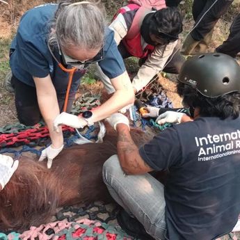 Orang Utan Sempurna Mati, Diduga Terdampak Paparan Asap Karhutla