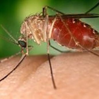 Sembilan Orang di Belanda Terinfeksi Virus West Nile, Satu Meninggal