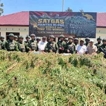 TNI Bersihkan Ladang Ganja di Yahukimo, 21.400 Batang Diamankan