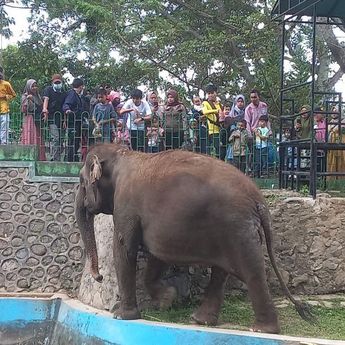Viral Gajah Zidan Dirantai di Kebun Binatang Bukittinggi, Ternyata Ini Alasannya