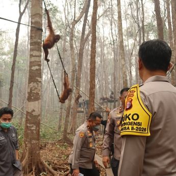 Polri Perkuat Patroli Hutan dan Rescue Orang Utan Terdampak Karhutla di Kalimantan Tengah