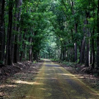 5 Tempat Paling Angker di Indonesia, Alas Purwo Dijuluki Gerbang Kerajaan Gaib Terbesar