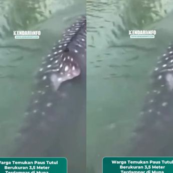VIDEO: Ngeri! Paus Tutul 3,5 Meter Masuk Tambak Warga