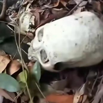 Tengkorak Manusia Ditemukan di Hutan Lampung