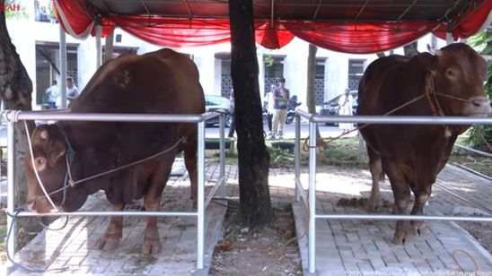 Prabowo Salurkan 1.098 Sapi Kurban Premium untuk Seluruh Indonesia pada Idul Adha 1447 H