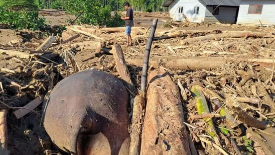 Gajah Sumatera Ditemukan Mati Setelah Terseret Banjir Bandang di Aceh