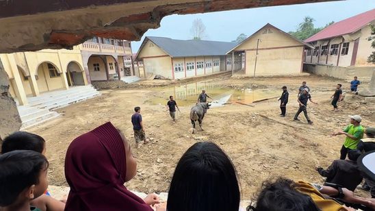 Sapi Jumbo Sedekah Prabowo Bikin Ponpes di Aceh Semangat Sambut Ramadhan