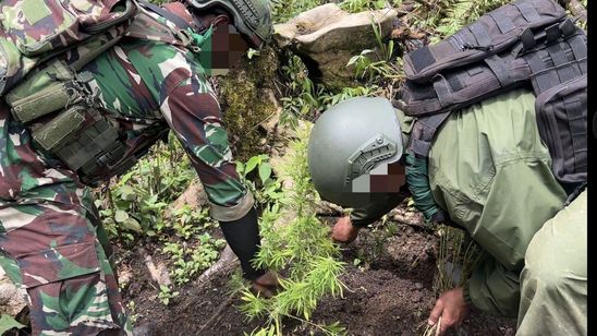 Polri-TNI Temukan Ladang Ganja di Pegunungan Bintang Papua