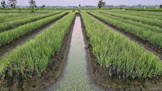 Jelang Idul Adha, Kementan Jaga Pasokan Bawang Merah Nasional