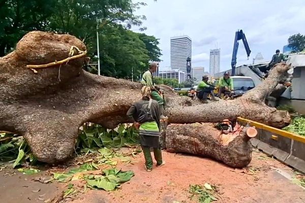 Pohon Tumbang di Dekat Bundaran Senayan Bikin Gangguan Layanan MRT