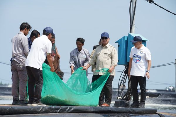 Presiden Prabowo Subianto saat menarik jaring saat panen raya udang. 
