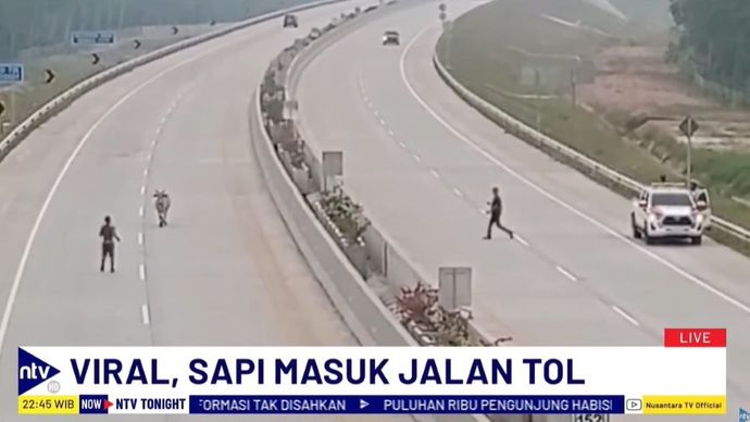 Sebuah video yang memperlihatkan seekor sapi milik warga memasuki jalan tol Kisaran-Lima Puluh, di Kabupaten Asahan, Sumatera Utara (Sumut), menjadi viral di media sosial.  