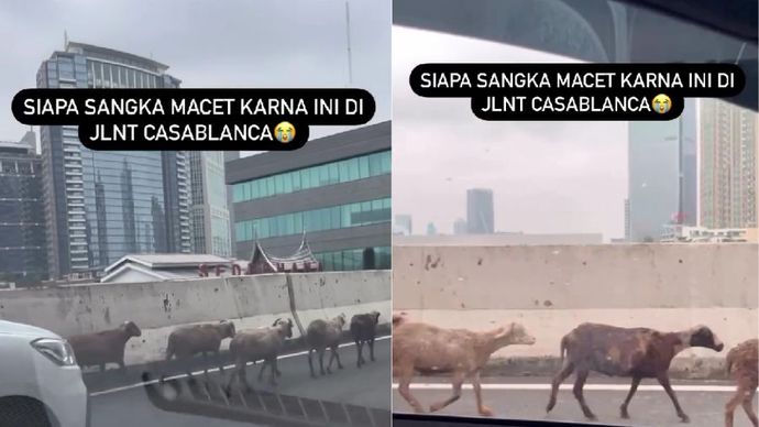 Segerombolan Kambing berkeliaran di tengah jalan