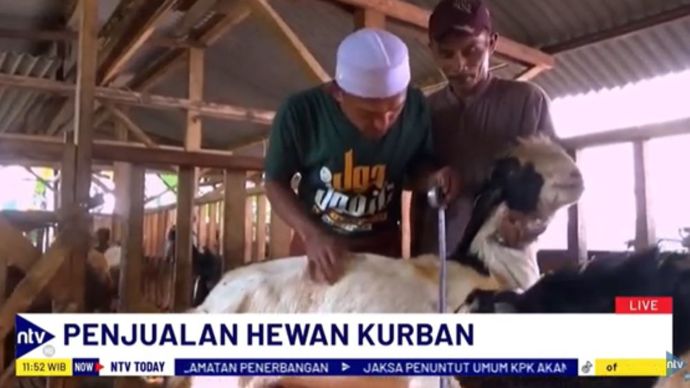 Pedagang kambing kurban di Kabupaten Lumajang panen cuan karena ramai orderan/tangkapan layar NTV
