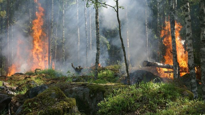 Ilustrasi Hutan Terbakar