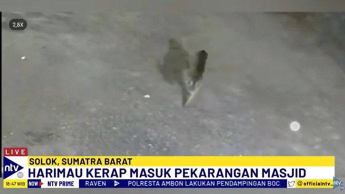 Harimau Sumatera terekam CCTV memasuki pekarangan masjid Alisma Alius di Solok, Sumbar/tangkapan layar NTV