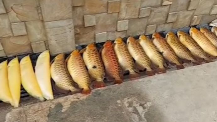 Ikan arwana mati