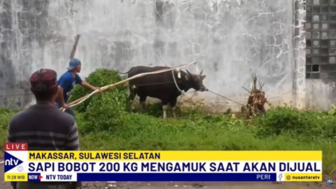 Pemilik dibantu warga sekitar berjibaku menangkap sapi kurban yang mengamuk dan kabur/tangkapan layar NTV