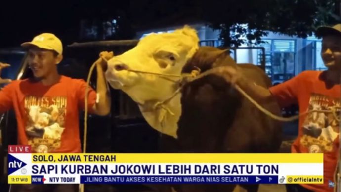 Sapi kurban Tebo milik Presiden Jokowi tiba di halaman Masjid Agung Solo/tangkapan layar NTV 