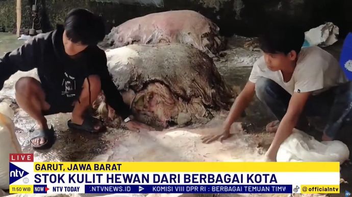 Perajin di Sukaregang Garut, Jawa Barat, kebanjiran pasokan kulit hewan kurban. 