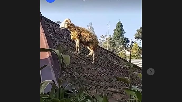 Kambing naik atap rumah warga saat hendak disembelih <b>(Instagram)</b>