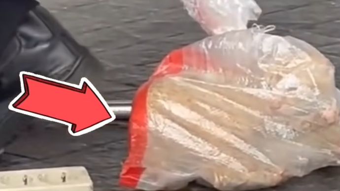 Kucing yang dimasukkan plastik oleh petugas di GBK. (Instagram) 