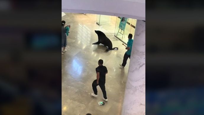 Seekor Anjing lau berkeliaran di Mall
