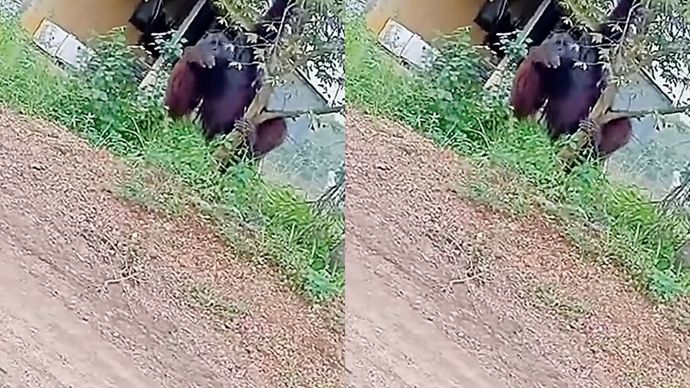 Orangutan keluar jalan raya di Kaltim