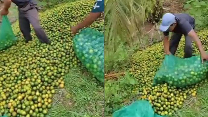 beberapa petani membuang hasil panen jeruk.