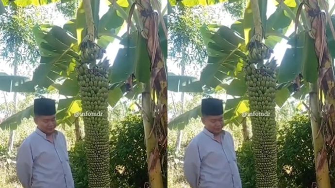 Sebuah pohon pisang berbuah dengan jumlah yang luar biasa banyak.