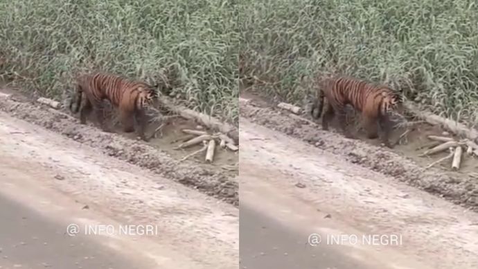 Harimau terkam pekerja sawit