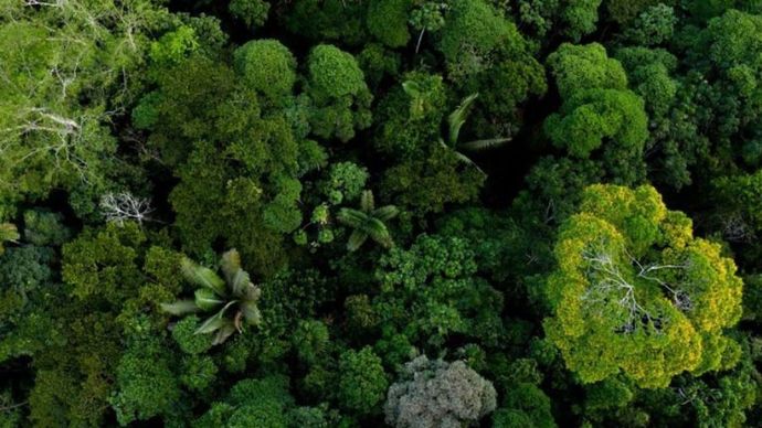 Ilustrasi - Keanekaragaman hutan Amazon dilihat dari atas, merupakan kanopi hutan tropis.