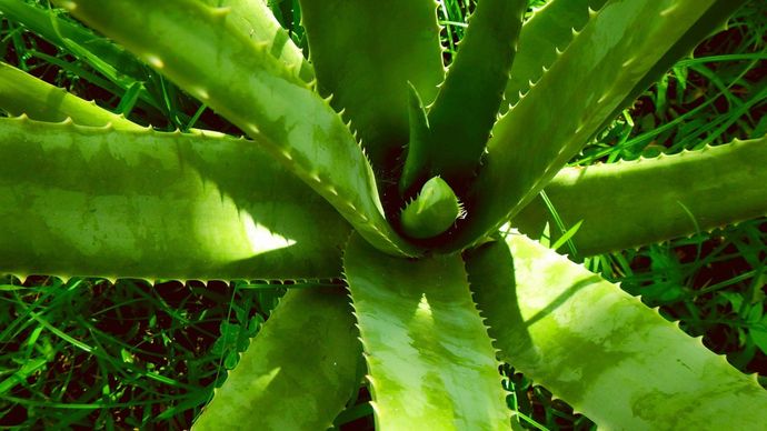 Ilustrasi Lidah Buaya atau Aloe Vera <b>(Pixabay)</b>